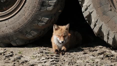 Impacto-De-Las-Actividades-Humanas-En-La-Pérdida-Y-Destrucción-Del-Hábitat-De-Los-Animales,-Invasión-De-La-Industria-Del-Entorno-De-La-Vida-Silvestre