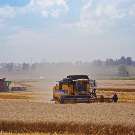 harvesting of wheat field