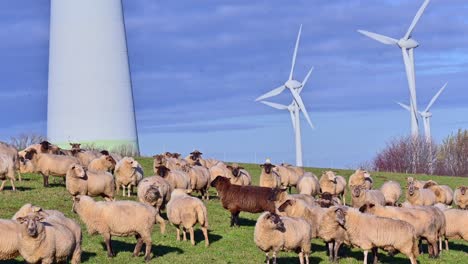 coexistencia de agricultura sostenible y energías renovables: pastoreo de ovejas en el campo con turbinas eólicas en brilon, nrw