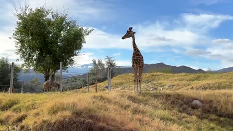 picturesque and cinematic landscape view of giraffe walking around along with bright blue skies