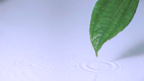 drizzle falling on a leaf in super slow motion