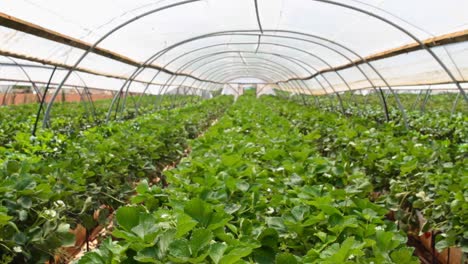 crops in irrigation tent