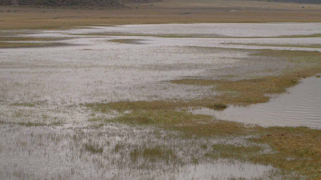 Grassy floodplains static shot of wind blowing water in cotopaxi national park
