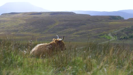 Highland-cattle