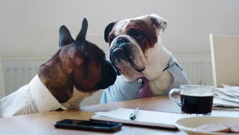 close up of two dogs at a meeting in a business meeting room