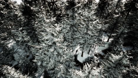 aerial view of a snowy forest in winter