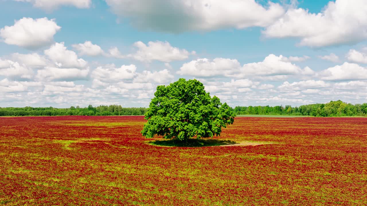 Cinematic hyperlapse flying backward, blooming red clover field Latvia, oak tree