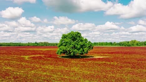 cinematic hyperlapse flying backward, blooming red clover field latvia, oak tree