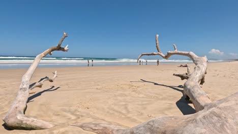 driftwood in focus, people walking by the sea