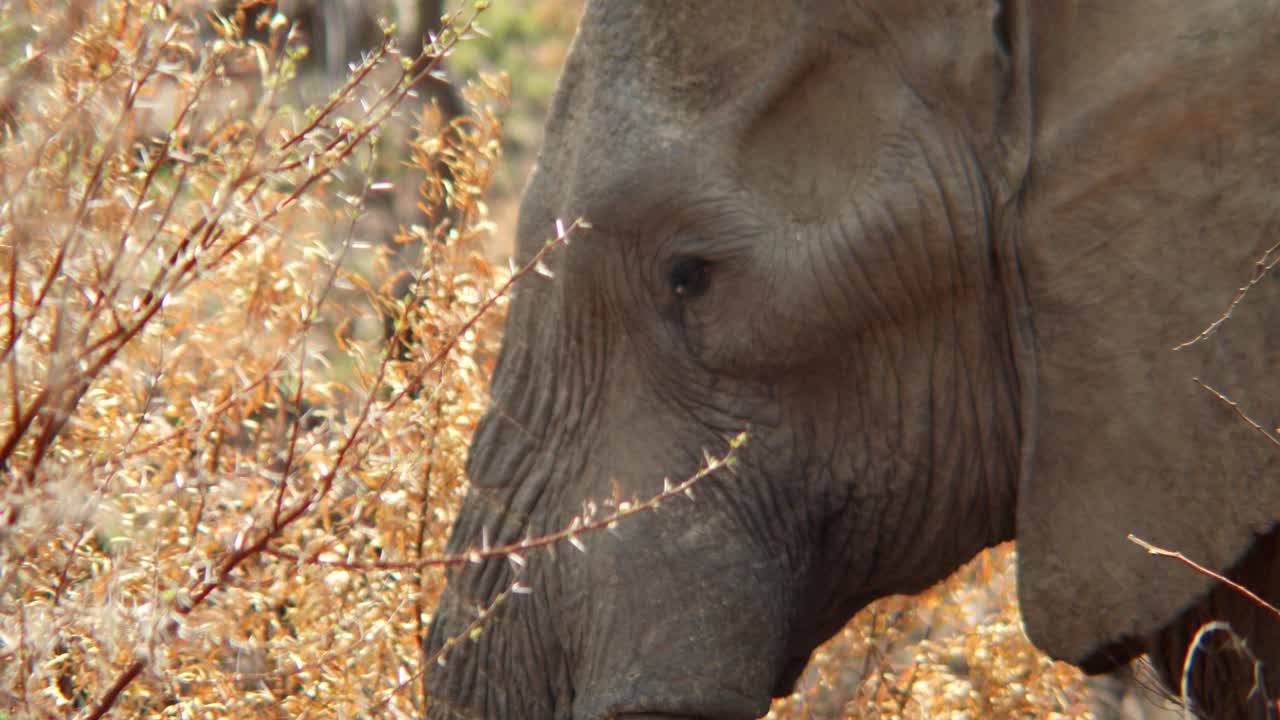 Close-up van een olifant die agressief het droge struikgewas in beweegt.