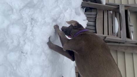 perro cavando hoyo en la nieve
