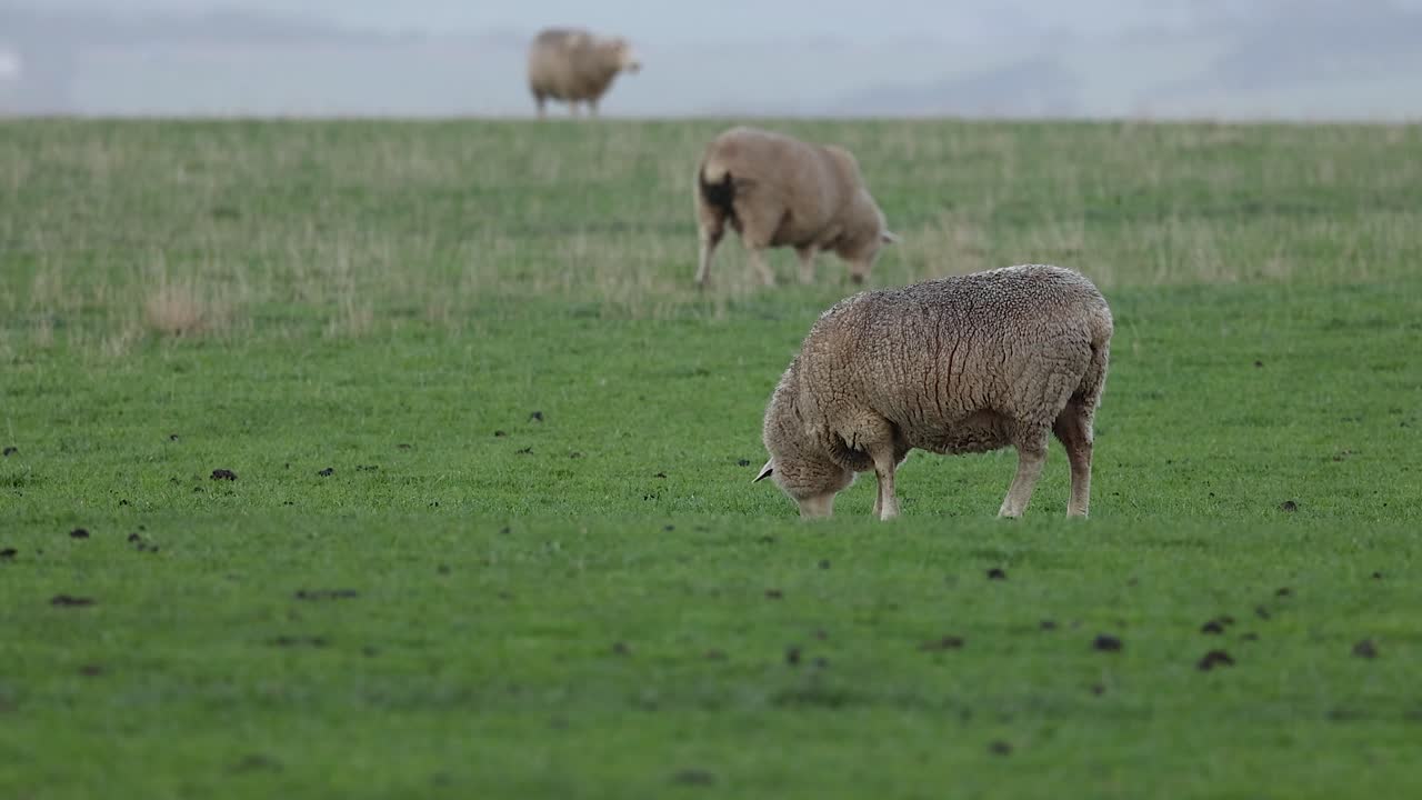 Pecore che mangiano erba in un campo