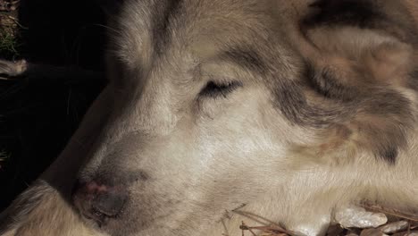 A-close-up-shot-of-a-white-and-gray-old-husky-dog-lying-down-and-falling-asleep-on-a-sunny-day