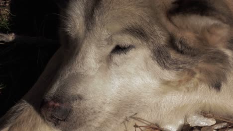 a close-up shot of a white and gray old husky dog lying down and falling asleep on a sunny day