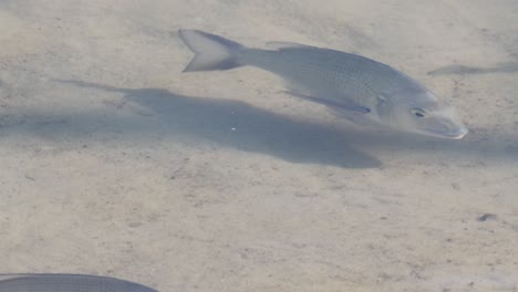 group of fish navigating sandy underwater terrain