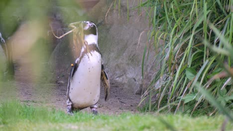 Pingüino-De-Humboldt