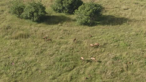 drone aerial footage of a nyala antelope herd on green grassed savannah in the wild