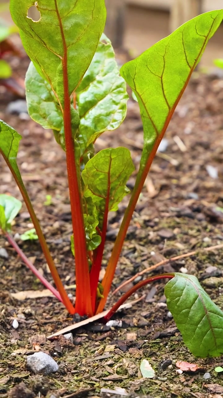 Spinach plants grow rapidly in a garden setting over 12 seconds, showcasing vibrant green leaves and red stems