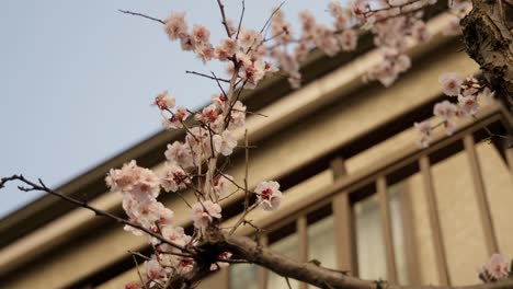 Pflaumenblüten-Im-Haus-In-Tokio