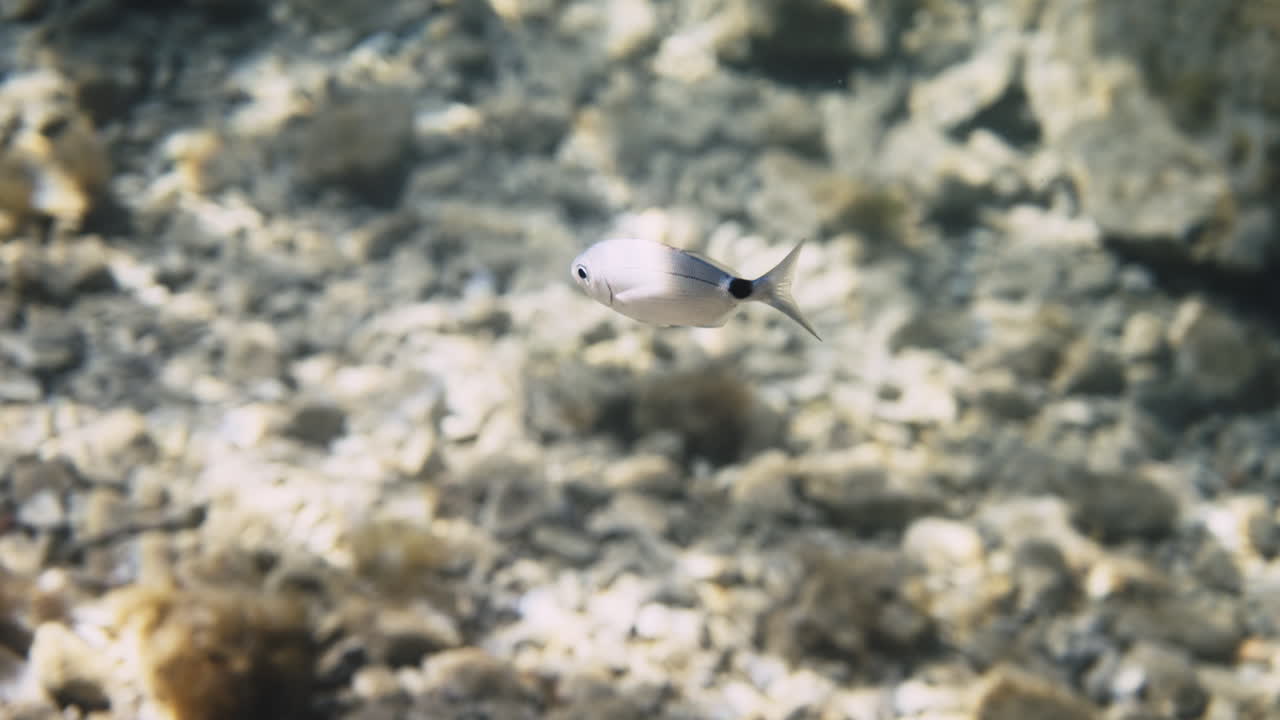 水中の小さな魚