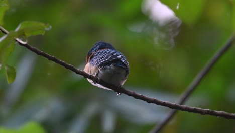 Von-Unten-Gesehen-Ruhender,-Männlicher-Jungvogel,-Gebänderter-Eisvogel-Lacedo-Pulchella,-Thailand