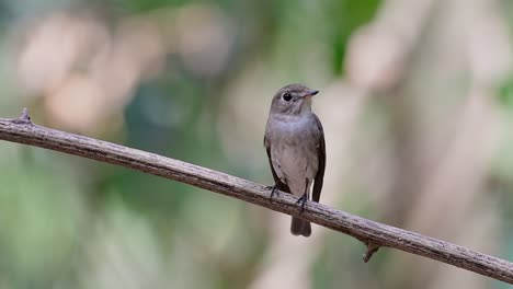 The-Asian-Brown-Flycatcher-is-a-small-passerine-bird-breeding-in-Japan,-Himalayas,-and-Siberia