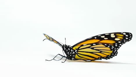 Beautiful-Orange-Coloured-Butterfly-Monarch,-sitting-and-flapping-his-wings-on-white-background