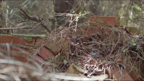 Brick-remains-of-an-abandoned-and-destroyed-building-in-North-Carolina