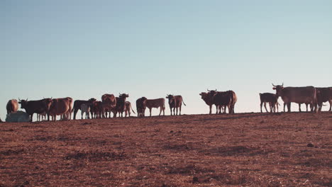 summertime scene of herd of cows and bulls standing atop grassy pastoral field, pasture and meadow ridge on sunny blue sky day at sunset, sardinia, chiaramonti, static