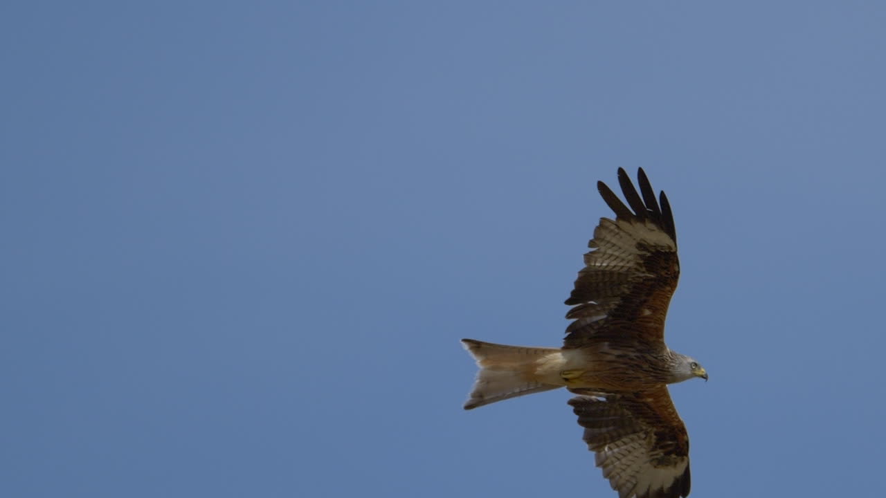 primer plano cinematográfico de un raptor de cometa rojo volando en el aire contra el cielo azul a la luz del sol - gritando y gritando durante la caza de presas