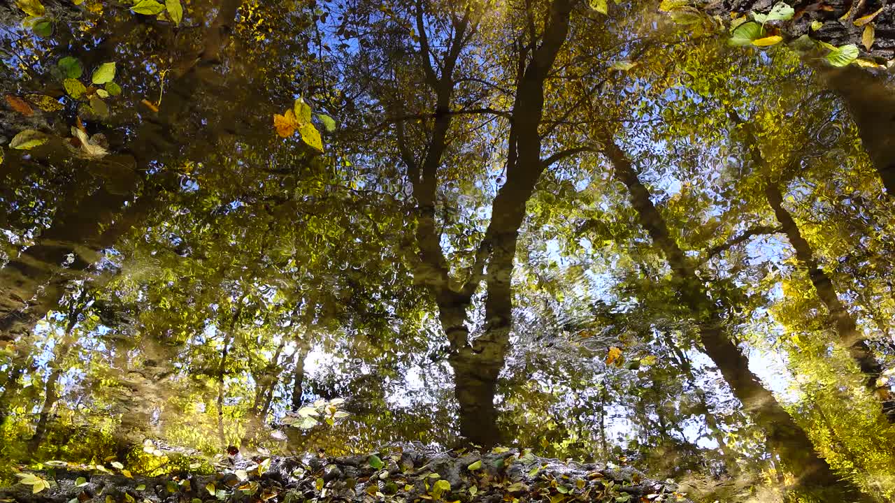 Ruscello nel bosco. Bosco autunnale.