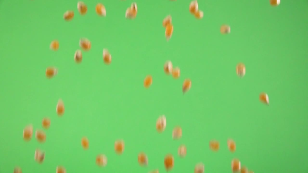 Chicco di mais che cade lentamente, su sfondo chroma key