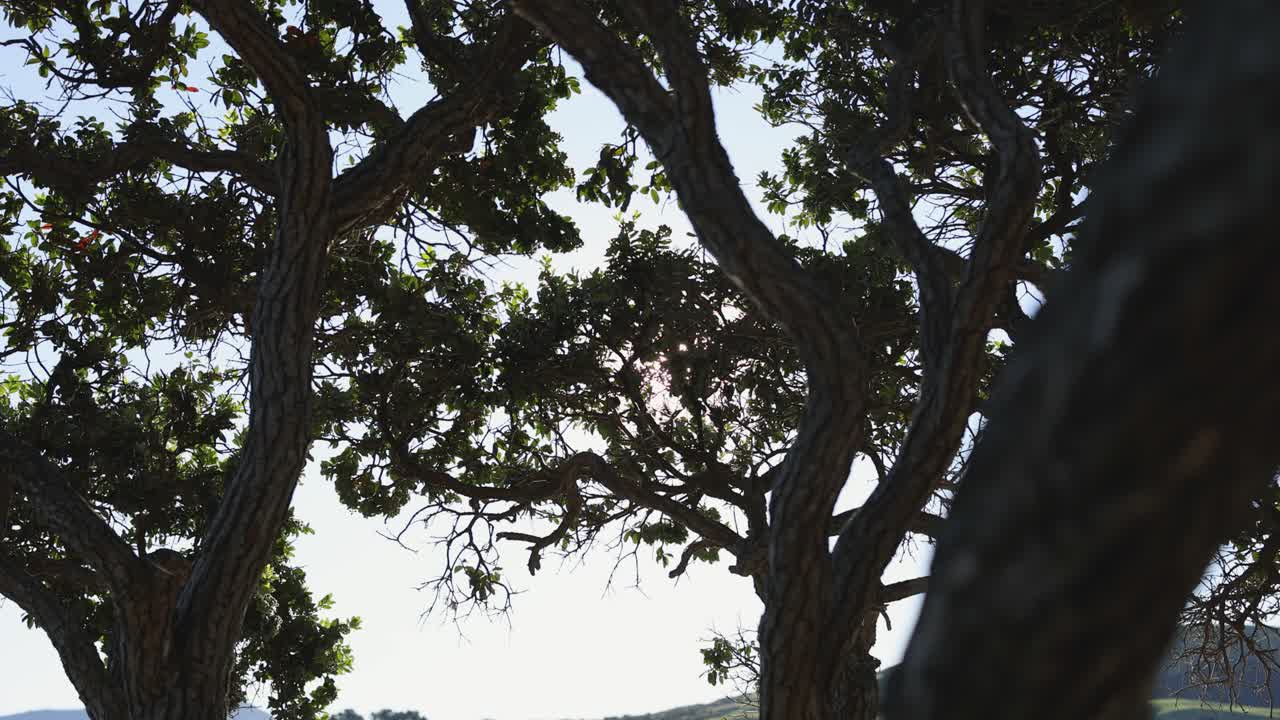 Sunlight streams through tree branches in Akaroa, creating a serene and natural atmosphere with dynamic lighting and shadows