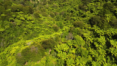 Panoramic-flight-over-green-fern-trees-the-famous-symbol-of-New-Zealand,-aerial