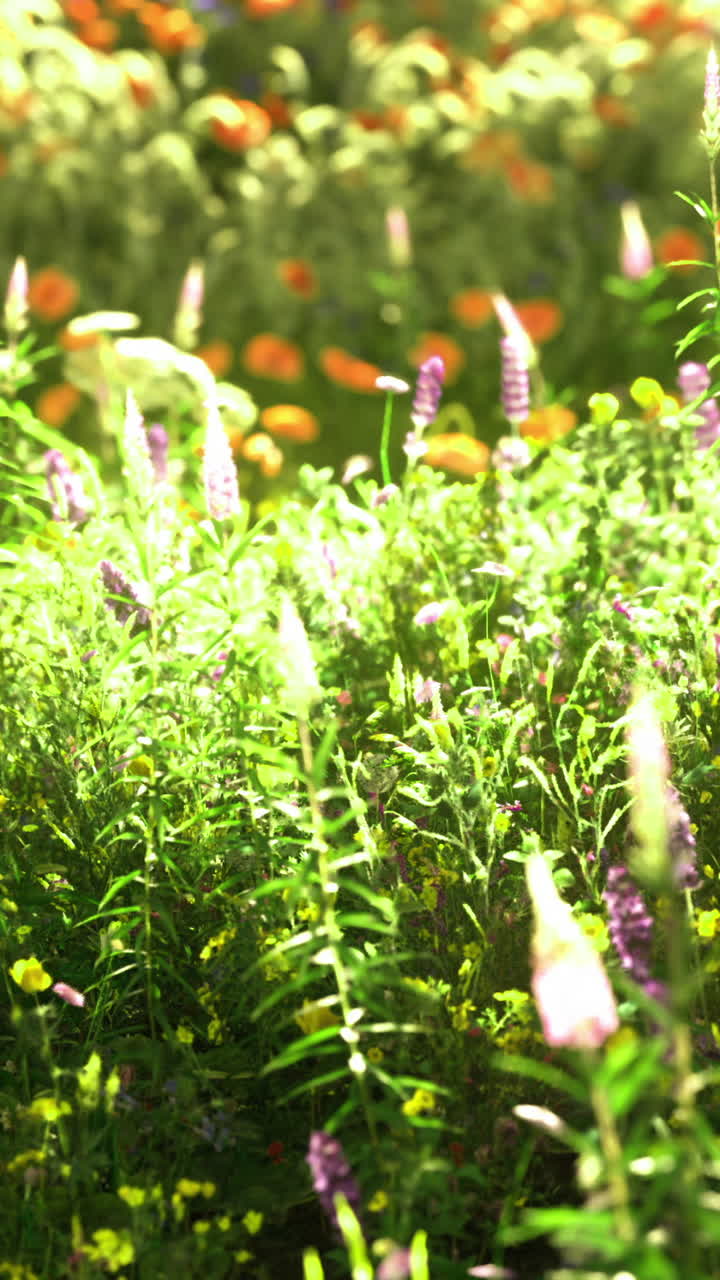Vibrant wildflower field during sunny day in springtime