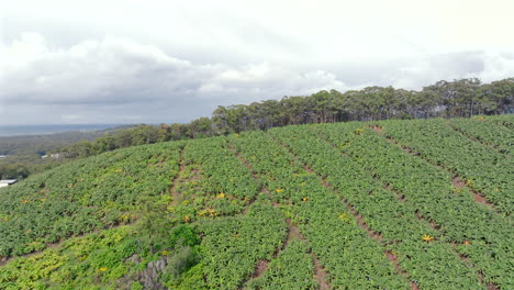 aerial footage showing banana plantations near coffs harbour in new south wales, australia
