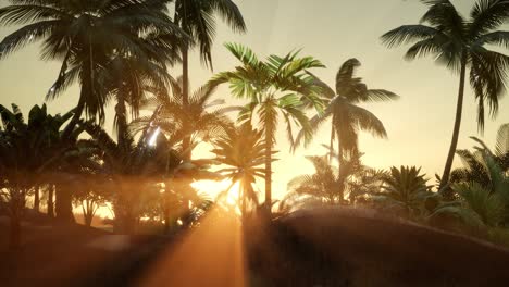 Sunset-Beams-through-Palm-Trees