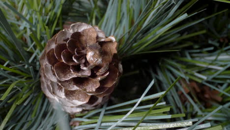 Weihnachtsbaumschmuck-Hautnah