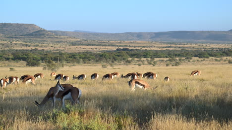 Springbok-herd-grazing-in-early-morninglight,-Mountain-Zebra-N