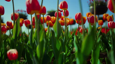 campo de flores con hierba verde fresca y tulipanes en flor. jardín de tulipanes en primer plano