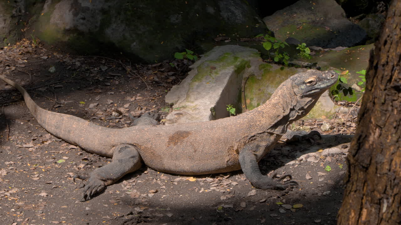 Young Alerted Komodo Dragon or Monitor in Jungle Forest Standing Motionless With Stretched Up Neck Breathing on Rocky Background in Sunlight - High Angle Close-up