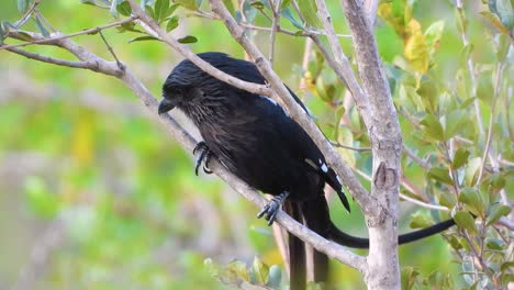 a magpie shrike sitting in the branches in spring, green leafs around, black bird with white back, close up