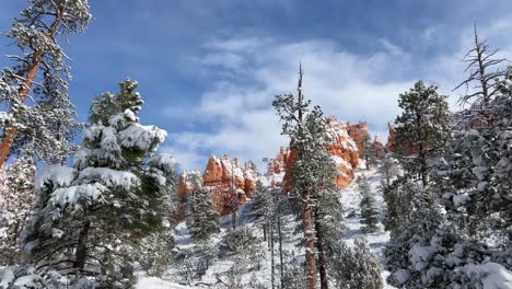 a stunningly beautiful winter scene depicts snowy trees alongside vibrant red rock formations a stunningly beautiful winter scene depicts snowy trees alongside vibrant red rock formations beneath a clear blue sky