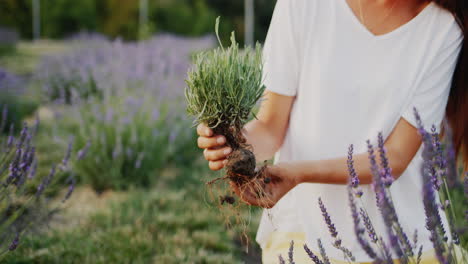 Farmer&#039;s hands with lavender seedling in the field.
