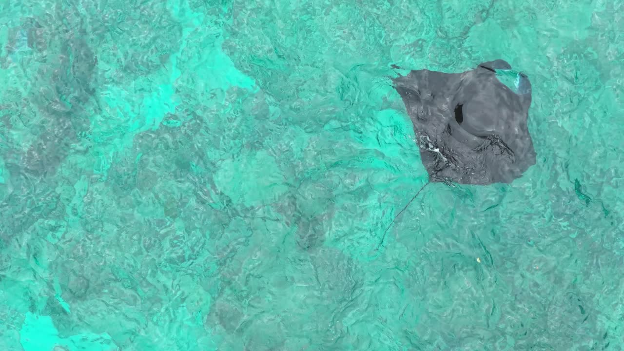 Graceful giant manta ray swimming in clear turquoise ocean water