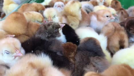 little chickens baby chicken in poultry farm little chickens lots of little chicks in the box on farm farms 4 to the video