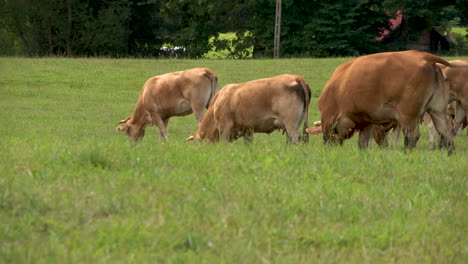 herd of brown cows grazing in the green field and eating grass on a sunny day in zielenica, poland