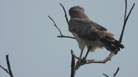 Eagle-relaxing-on-tree---hunt-