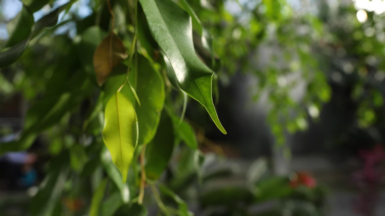 primer plano de las hojas colgantes