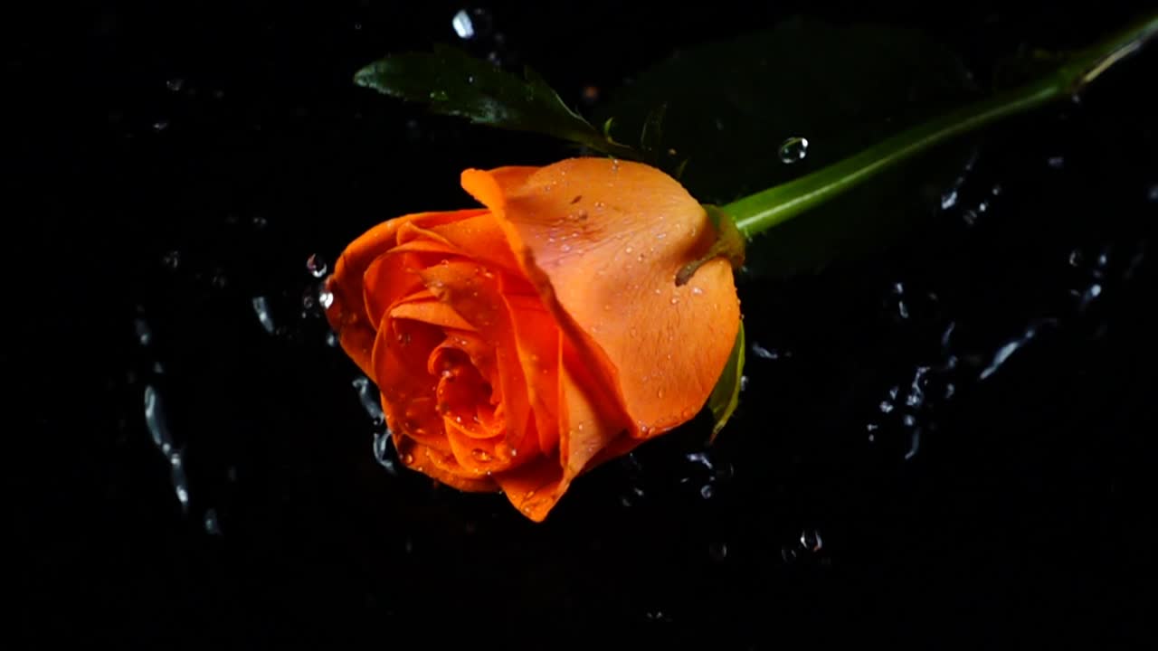 La rosa che cade su uno sfondo nero. Movimento lento.